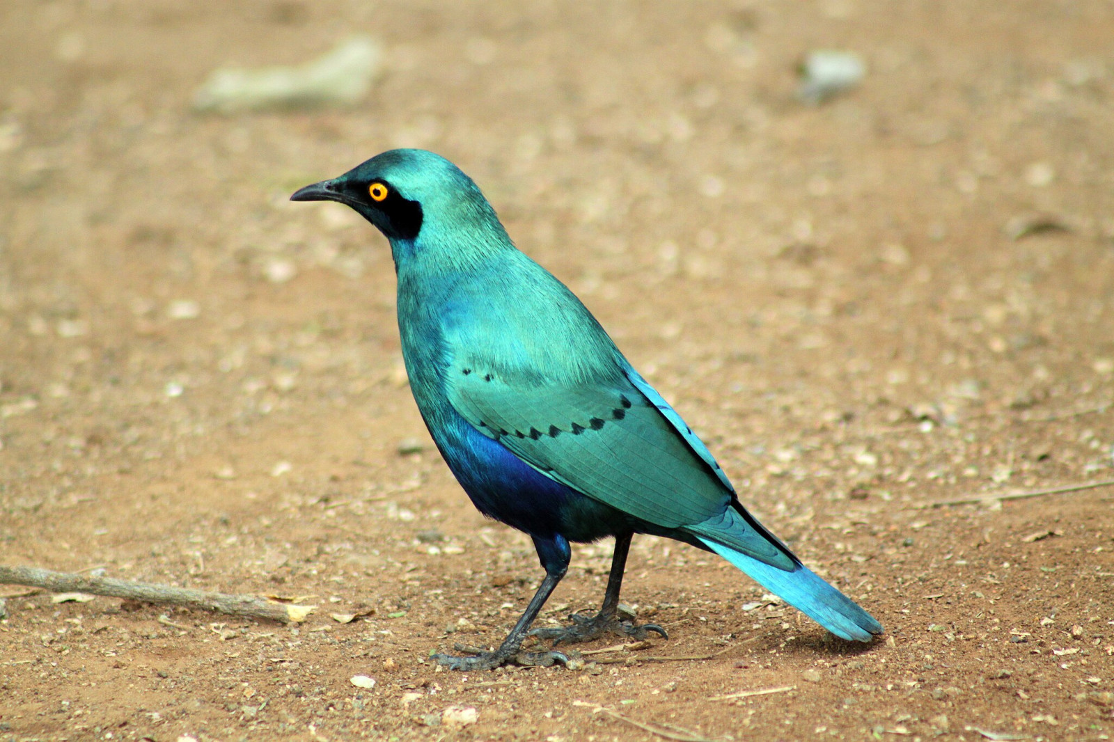 image Greater Blue-eared Starling